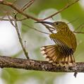 Streaked Spiderhunter (Arachnothera magna)