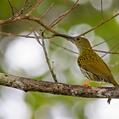 Streaked Spiderhunter (Arachnothera magna)