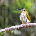 Streaked Spiderhunter (Arachnothera magna)