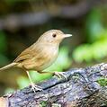 Buff-breasted Babbler (Pellorneum tickelli)