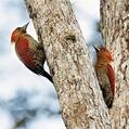 Banded Woodpecker (Chrysophlegma miniaceum)