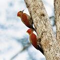 Banded Woodpecker (Chrysophlegma miniaceum)