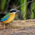 Blue-winged Pitta (Pitta moluccensis)
