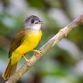 Yellow-bellied Bulbul (Alophoixus phaeocephalus)