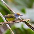 Mountain Tailorbird (Phyllergates cucullatus)