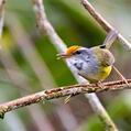 Mountain Tailorbird (Phyllergates cucullatus)