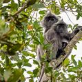 Selangor Silvered Langur (Trachypithecus selangorensis)