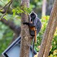 Selangor Silvered Langur (Trachypithecus selangorensis)