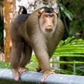 Southern Pig-Tailed Macaque (Macaca nemestrina)