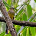 Orange-breasted Trogon (Harpactes oreskios)