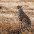 Cheetah (Acinonyx jubatus)