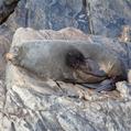 New Zealand Fur Seal (Arctocephalus forsteri)