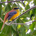 Orange-breasted Trogon (Harpactes oreskios)