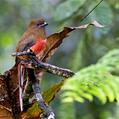 Red-headed Trogon (Harpactes erythrocephalus)