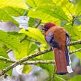 Red-headed Trogon (Harpactes erythrocephalus)
