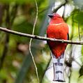 Red-headed Trogon (Harpactes erythrocephalus)