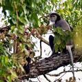 Black-Shanked Douc Langur (Pygathrix nigripes)