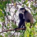 Black-Shanked Douc Langur (Pygathrix nigripes)