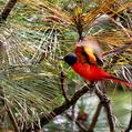 Long-tailed Minivet (Pericrocotus ethologus)