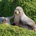 Australian Sea Lion (Neophoca cinerea)