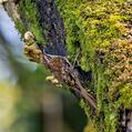 Hume's Treecreeper (Certhia manipurensis)