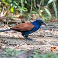 Greater Coucal (Centropus sinensis)