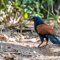 Greater Coucal (Centropus sinensis)