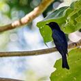 Square-tailed Drongo-Cuckoo (Surniculus lugubris)