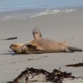 Australian Sea Lion (Neophoca cinerea)