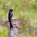 Black Drongo (Dicrurus macrocercus)