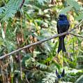 Greater Racket-tailed Drongo (Dicrurus paradiseus)