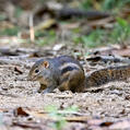 Berdmore's Squirrel (Menetes berdmorei)