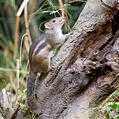 Berdmore's Squirrel (Menetes berdmorei)