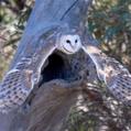 Eastern Barn Owl (Tyto javanica)