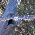 Eastern Barn Owl (Tyto javanica)