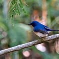 Indochinese Blue Flycatcher