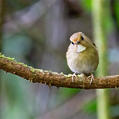 Rufous-browed Flycatcher (Anthipes solitaris)