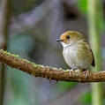 Rufous-browed Flycatcher (Anthipes solitaris)