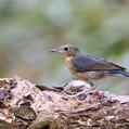 Siberian Blue Robin (Larvivora cyane)
