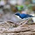 Siberian Blue Robin (Larvivora cyane)