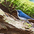 Siberian Blue Robin (Larvivora cyane)