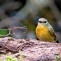 Snowy-browed Flycatcher (Ficedula hyperythra)
