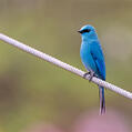 Verditer Flycatcher (Eumyias thalassinus)