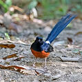 White-rumped Shama (Copsychus malabaricus)