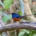 White-rumped Shama (Copsychus malabaricus)