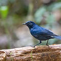 White-tailed Robin (Myiomela leucura)