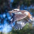 Laughing Kookaburra (Dacelo novaeguineae)