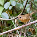 Buff-breasted Babbler (Pellorneum tickelli)