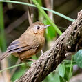 Buff-breasted Babbler (Pellorneum tickelli)