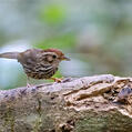Puff-throated Babbler (Pellorneum ruficeps)